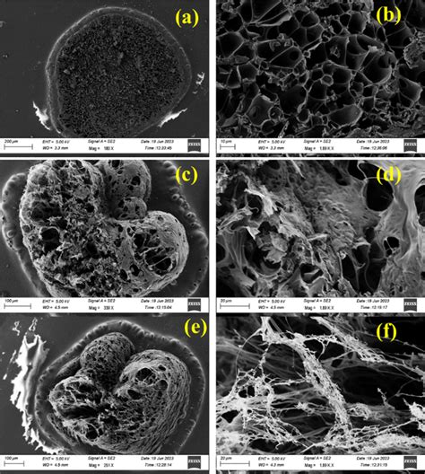 Low And High Magnification Sem Micrograph Shows The Dissociation Of