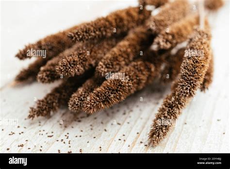 Seedheads And Seeds Of Anise Hyssop Agastache Foeniculum Stock Photo