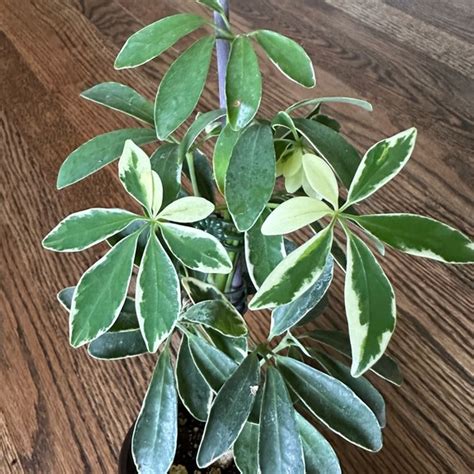 Accents Variegated Schefflera Aboricola Umbrella Plant Popular