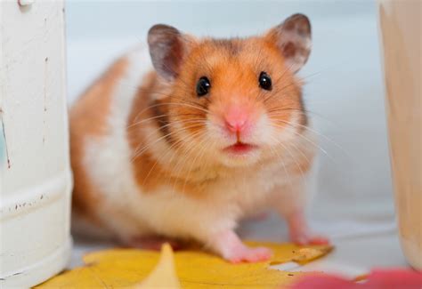 Brussels tunnels: the mice are off the hook | The Bulletin