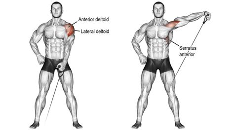 One Arm Cable Lateral Raise Muscle Worked Alternate