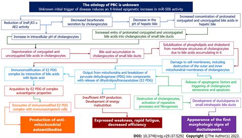 New Insights Into The Pathogenesis Of Primary Biliary Cholangitis Asymptomatic Stage