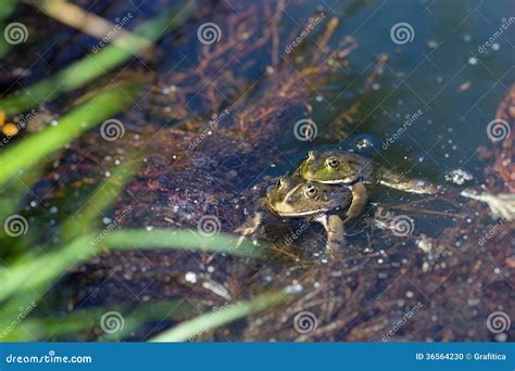 Frog Sex Stock Photo Image Of Water Wild Lake Frog 36564230