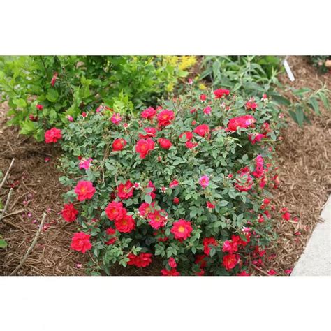 4 5 In Quart Oso Easy Urban Legend Rose Rosa Live Plant Red Flowers