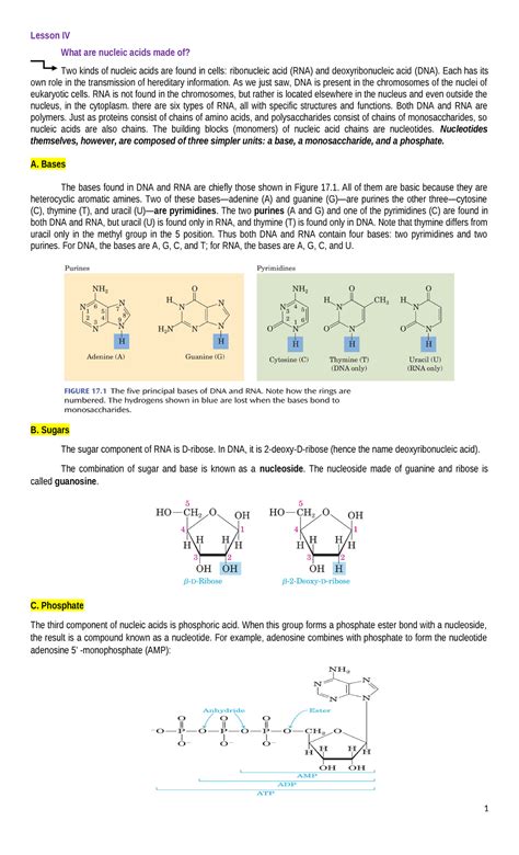 Lecture 6 Nucleic Acid Lesson Iv What Are Nucleic Acids Made Of