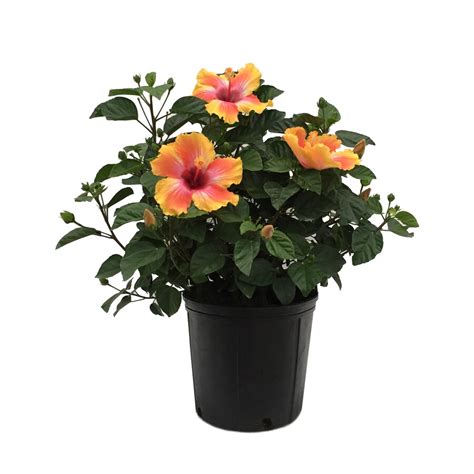 Shop 2.25-Gallon Mixed Hibiscus Flowering Shrub at Lowes.com