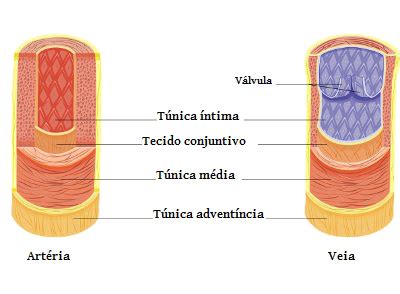 Diferença entre veia artéria e capilar Brasil Escola