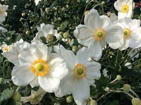 Japan Herbst Anemone Honorine Jobert Für Deinen Garten