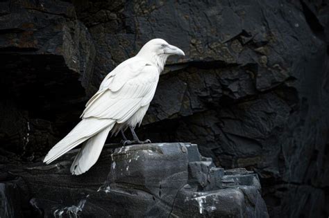 Premium Photo | A white raven bird on a stone solid dark background