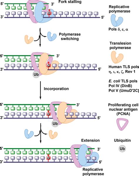 Translesion Synthesis Polymerase Switch Model Download Scientific