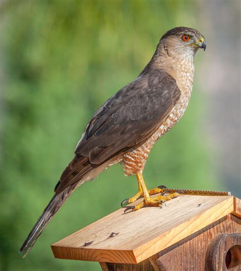 Nature Watch Cooper S Hawk Borrego Sun