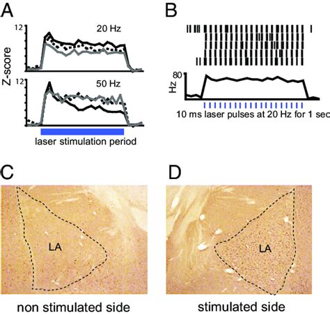 Laser Stimulation Produces Robust Activation Of La Neurons A Example