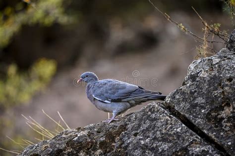 Columba Palumbus La Paloma De Madera Es Una Especie De Ave Columbiforme