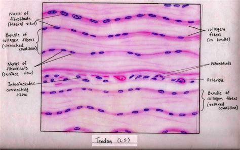 Dense Regular Connective Tissue Histology Diagram Tissue Typ