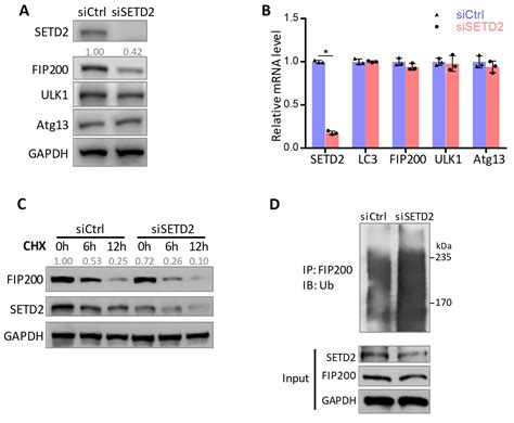 Cells Free Full Text FIP200 Methylation By SETD2 Prevents Trim21