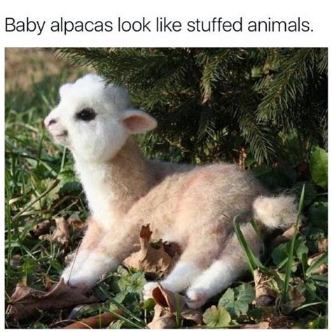 15 Animals That Look Like Literal Stuffed Animals Cuteness Artofit