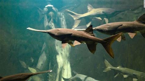 Chinese paddlefish is extinct, new study finds - CNN