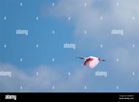 Roseate Spoonbill In Flight Over South Louisiana Stock Photo Alamy