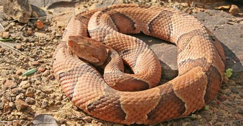 How To Identify A Copperhead The 5 Step Guide With Pictures A Z