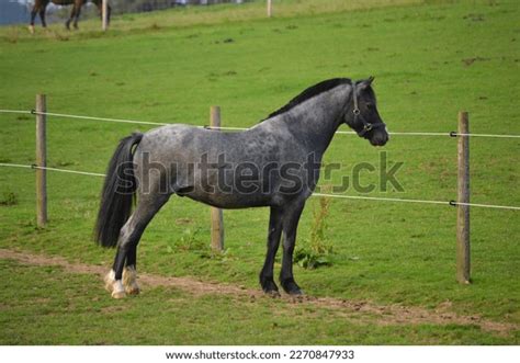 Welsh Section B Blue Roan Pony Stock Photo 2270847933 | Shutterstock