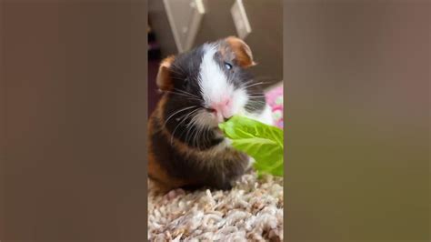 Adorable Guinea Pig Squeals With Joy While Having A Snack Youtube