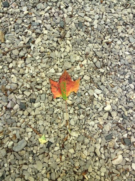 Leelanau State Park Hiking Trails In Michigan Summer Adventures Hiking