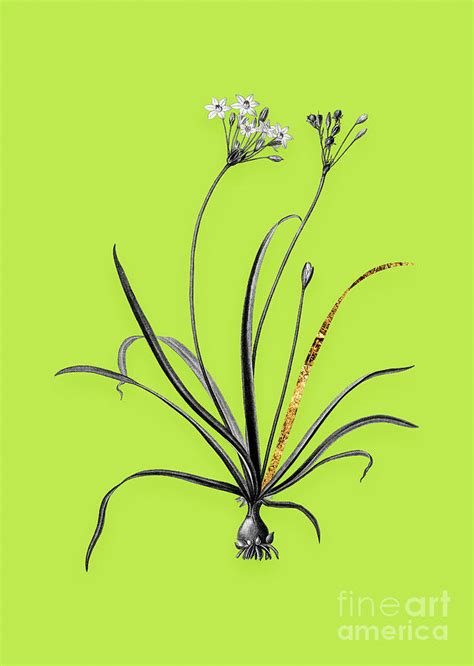 Vintage Allium Fragrans Black And White Gilded Floral Art On Chartreuse