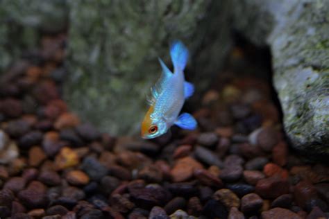 Gold Head Electric Blue Ram