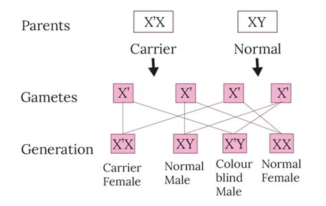 Color Blindness Genetics