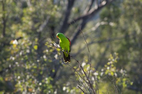 Free Images Tree Nature Forest Grass Branch Bird Sunlight Leaf Flower Wildlife Green