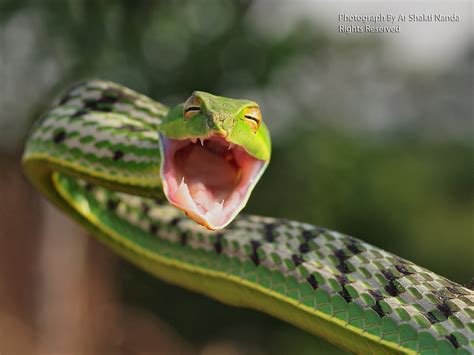 Green Vine Snake Ahaetulla Nasuta Bhubaneswar 24 12 Flickr