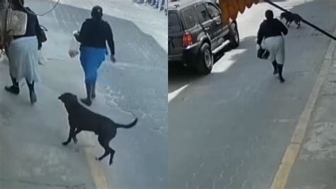 Perro Es Captado En Video Al Robar Unos Panes A Una Mujer Noticias De El Salvador