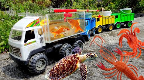 Wadidawmobil Truk Aquarium Angkut Ikan Hias Cantik Koi Oscar