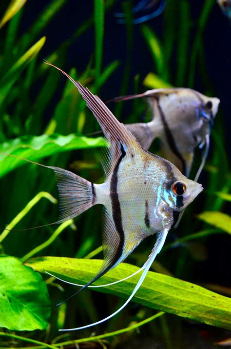 Skalar Peru Altum Honigflecken Pterophyllum Altum Var