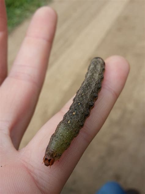Tomato Fruitworm And Variegated Climbing Cutworm Wayne County