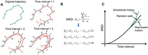 Calculation Of Mean Square Displacement MSD And Determination Of