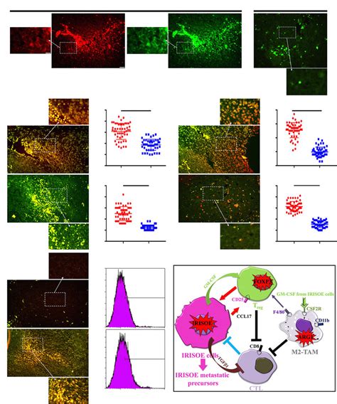 Immunosuppressive Microenvironment In IrisOE TNBC Syngeneic Tumors A