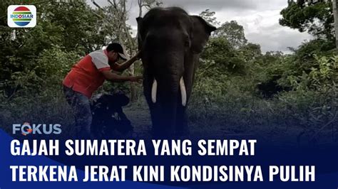 Gajah Sumatera Yang Terkena Jerat Di Hutan Dua Tahun Lalu Kondisinya