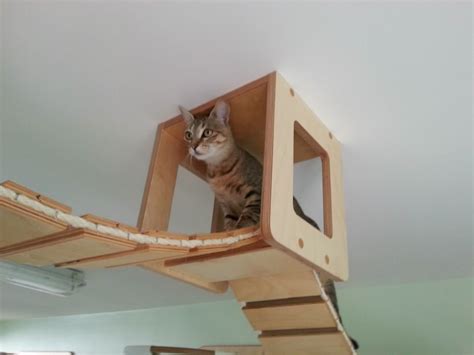 Rooms Transformed Into Suspended Cat Playgrounds