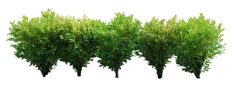 Bushes Png Image Transparent Hq Png Download Freepngimg