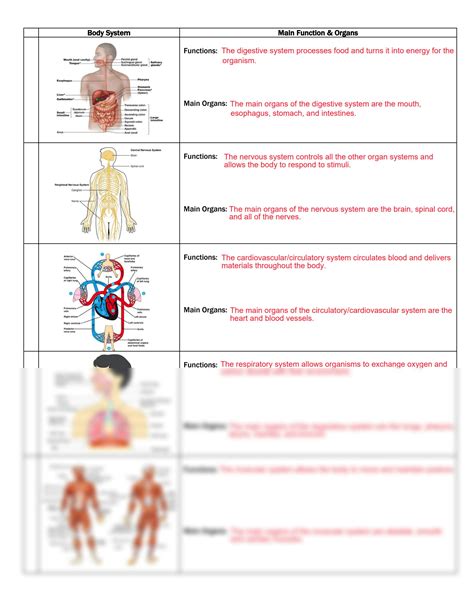 Solution Body System Graphic Organizer A Studypool