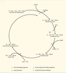 BÊTA OXYDATION Encyclopædia Universalis