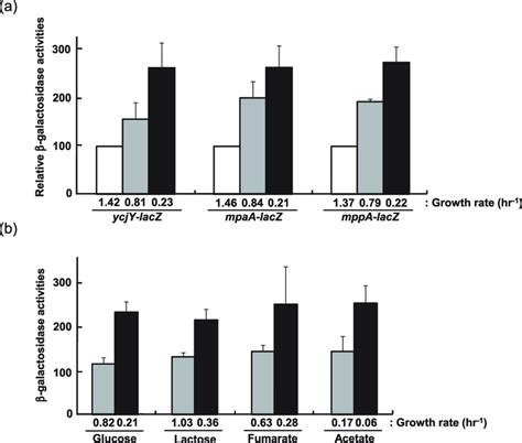 β Galactosidase Activities Of The Ycjy Lacz Mppa Lacz And Mpaa Lacz