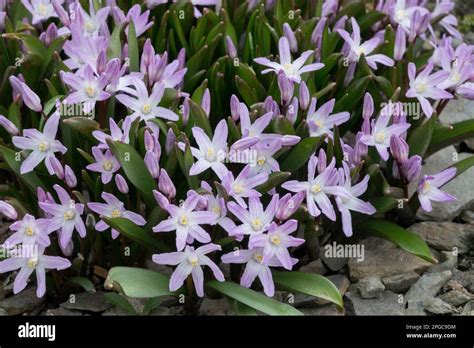 Glory Of The Snow Chionodoxa Pink Giant Scilla Rockery Garden