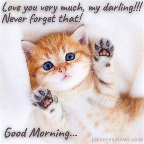 Good Morning Saturday Love Image Small Cat Picturesdown