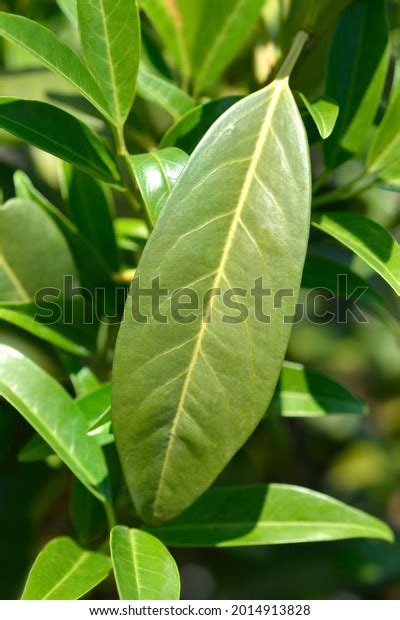 6 Schipka Laurel Schip Laurel Images, Stock Photos & Vectors | Shutterstock