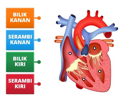 MENENTUKAN BAGIAN BAGIAN JANTUNG Diagrama Con Etiquetas