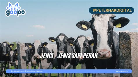 Blog Jenis Jenis Sapi Perah