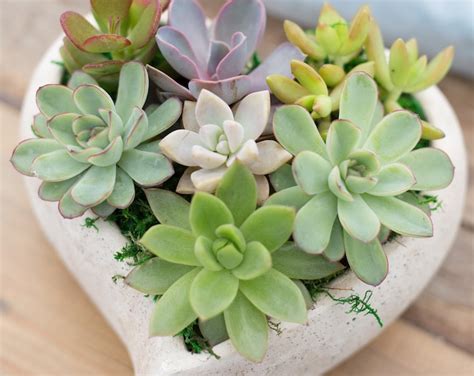 Mother's Day Succulents 7 Concrete Heart With Succulents - Etsy