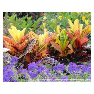 Codiaeum Variegatum Petra With Verbena Canadensis Homestead Purple